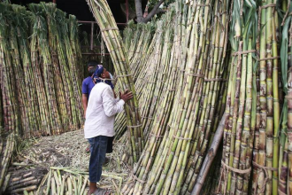ອິນໂດເນເຊຍ ຕັ້ງເປົ້າໝາຍປູກອ້ອຍໃໝ່ໃຫ້ສຳເລັດໃນ 2 ປີ 